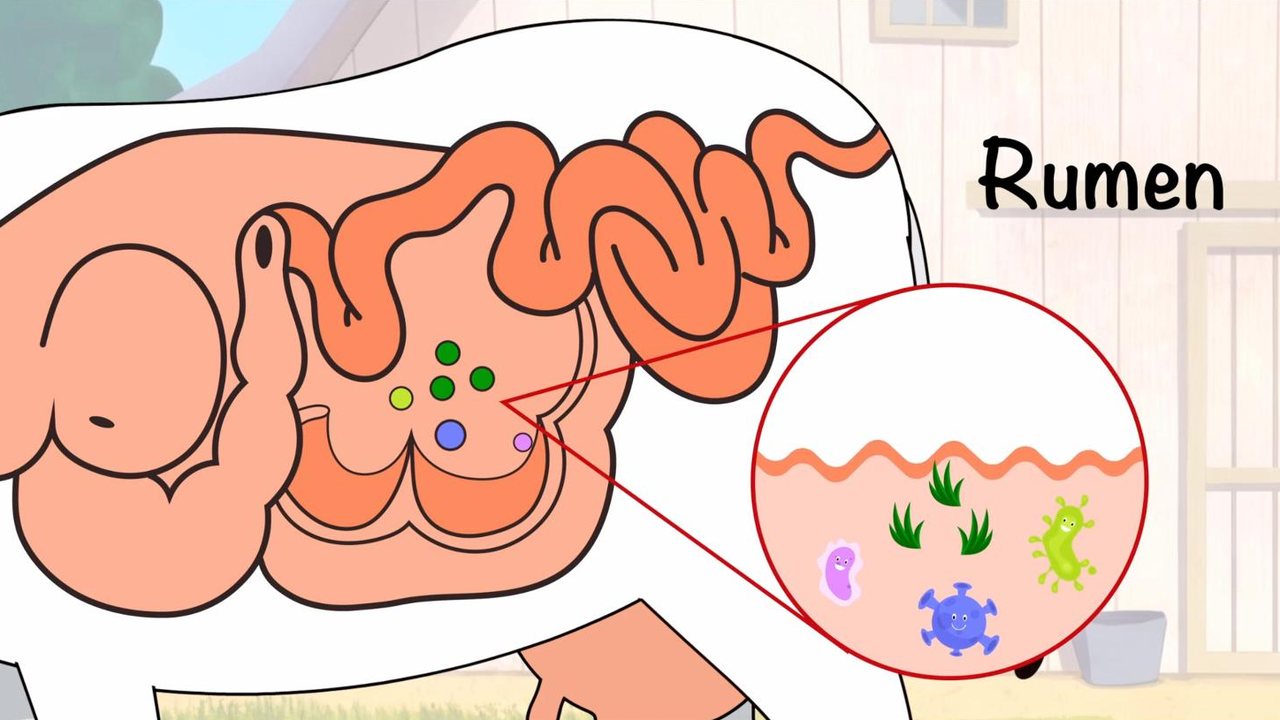 Rumen cutaway with friendly bacteria characters
