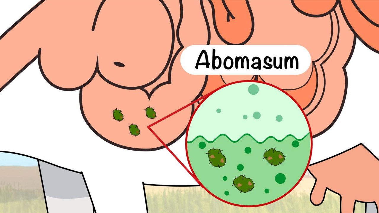 Abomasum cutaway with acids breaking down food